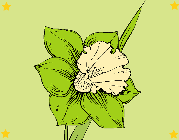 Flor de narciso