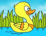 Patito de río