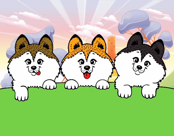 3 perritos