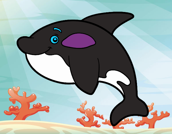 Isaac 3-3 orca