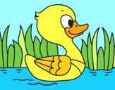 Patito de río