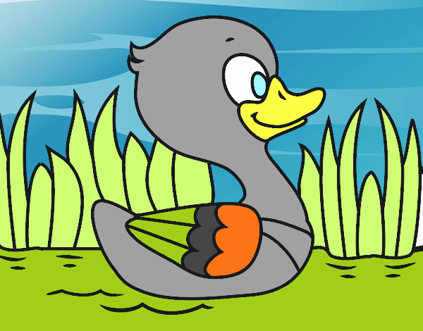 Patito de río