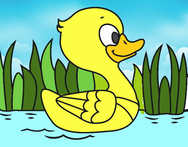 Patito de río