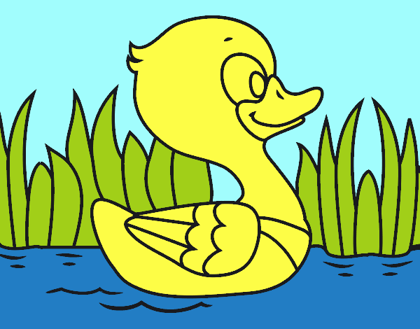 Patito de río