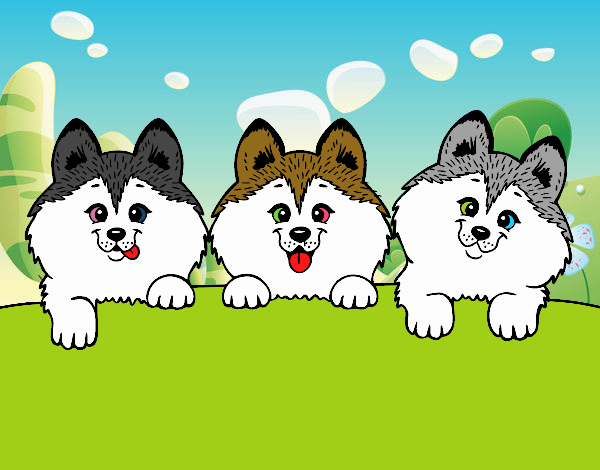 3 perritos