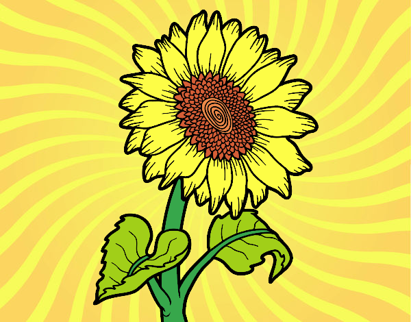 Girasol