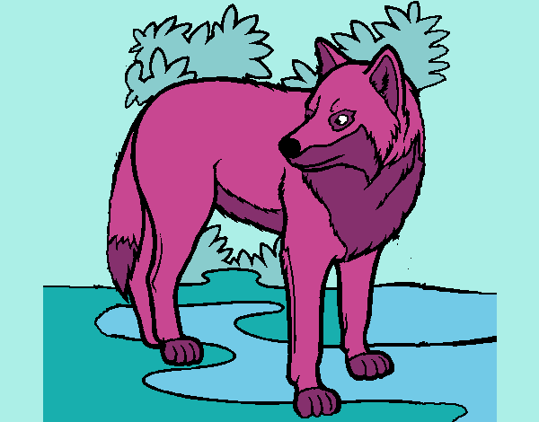 lobo magenta