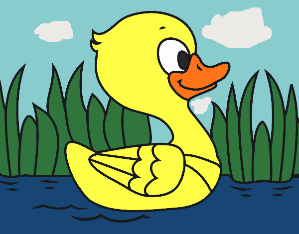 Patito de río