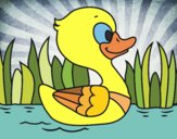 Patito de río