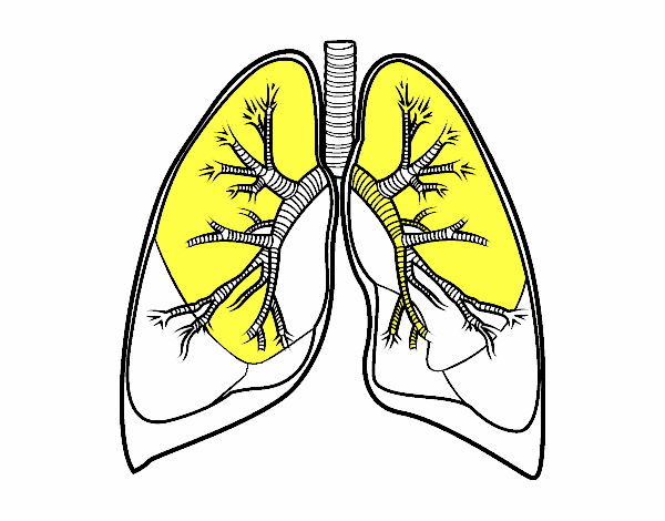 Pulmones y bronquios