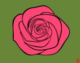 Flor de rosa