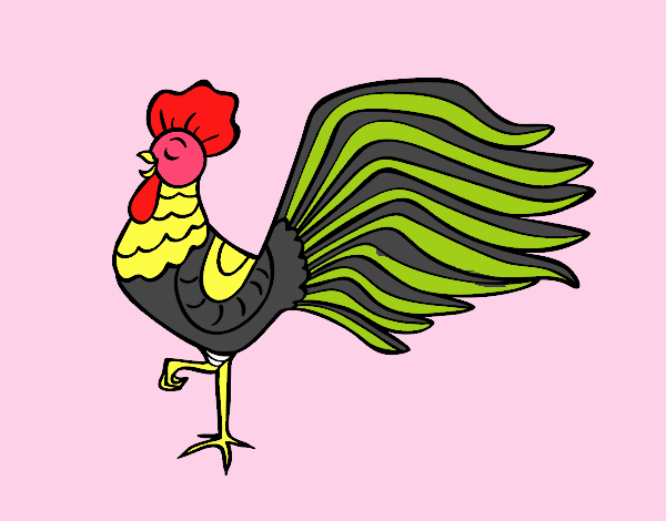 Gallo salvaje