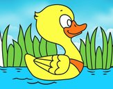 Patito de río