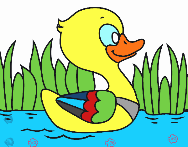 Patito de río