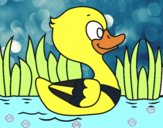 Patito de río