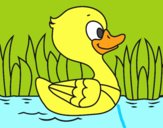 Patito de río