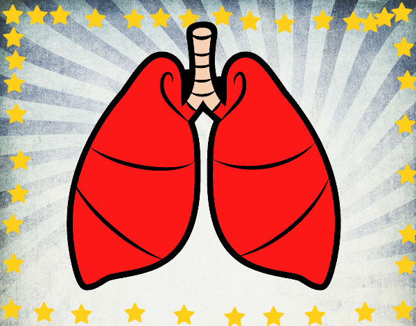 Pulmones