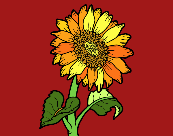 Flor de girasol