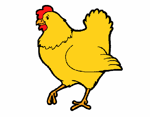 Gallina