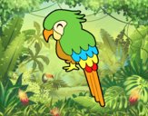 Guacamayo