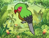 Guacamayo