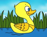 Patito de río