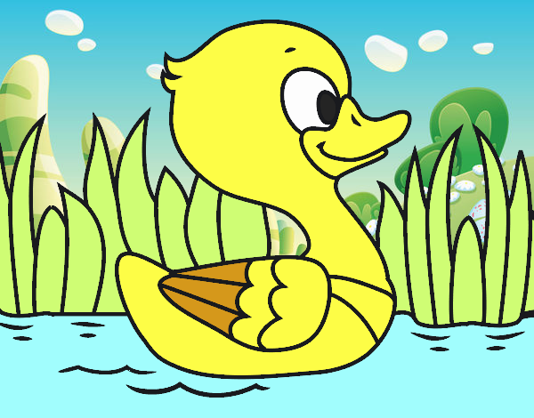 Patito de río