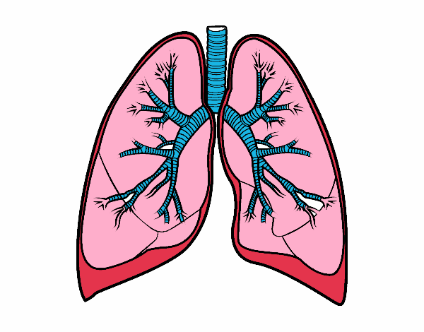 Pulmones y bronquios