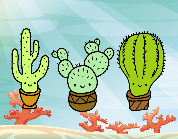 3 mini cactus