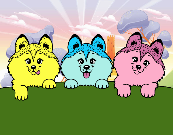 3 perritos