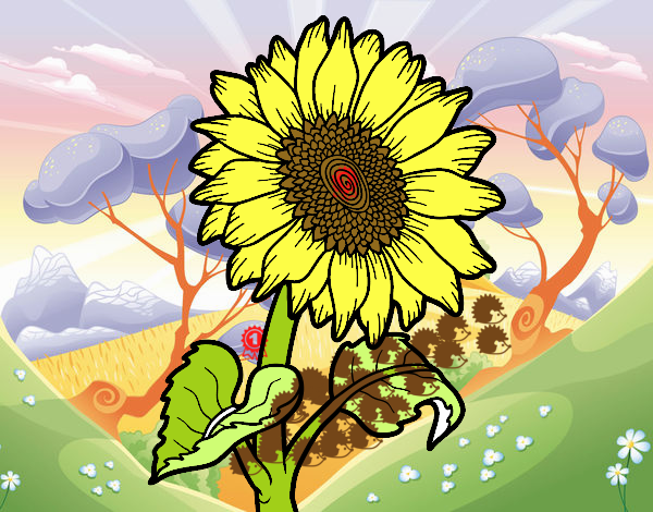 Flor de girasol