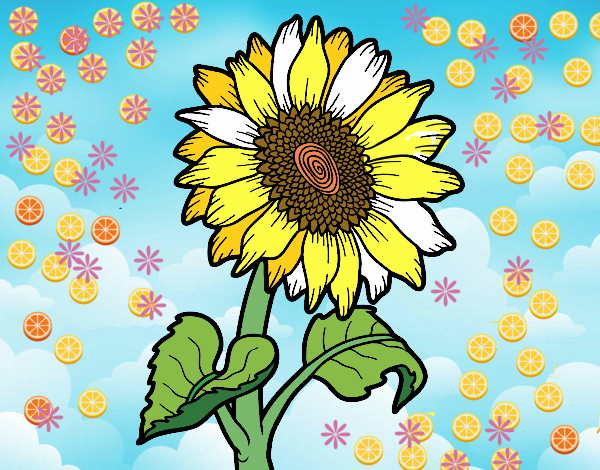 Girasol bonito :)