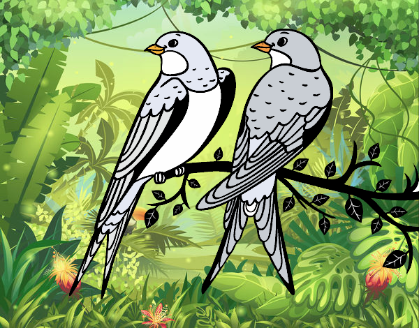 pareja de pajaros 