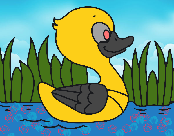 Patito de río