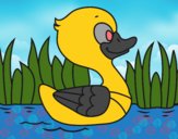 Patito de río