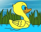 Patito de río