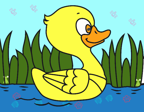 Patito de río