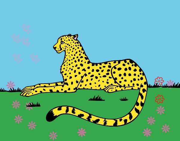 leopardo