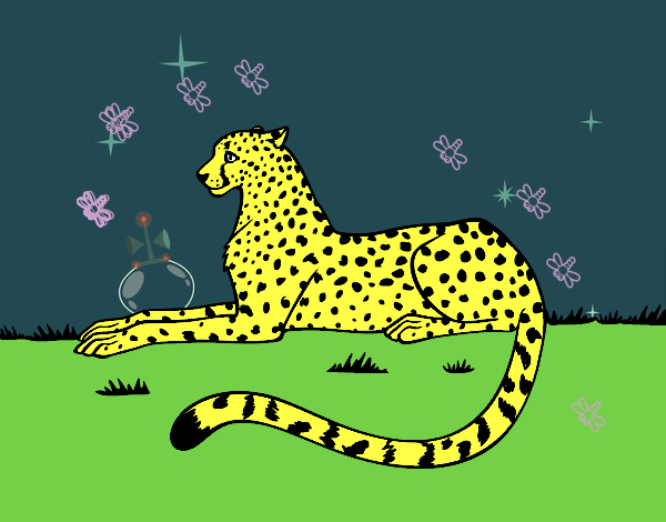 leopardo