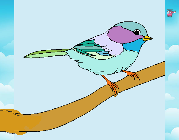 Pájarito 1