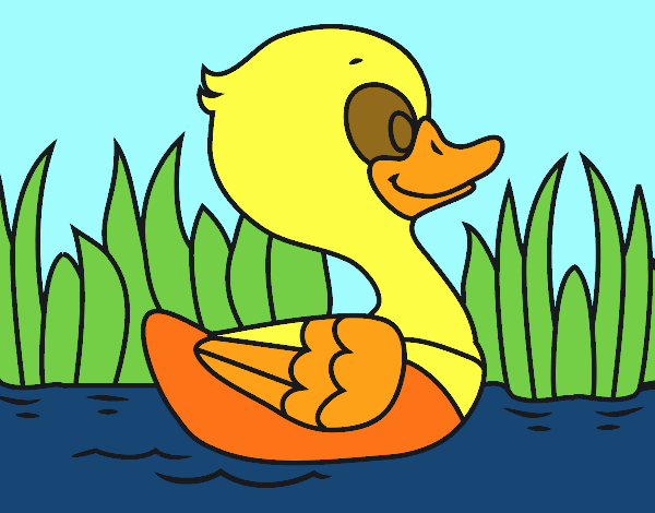 Patito de río