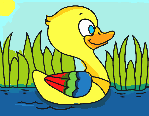 Patito de río