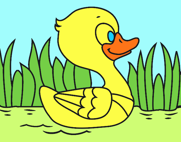 Patito de río