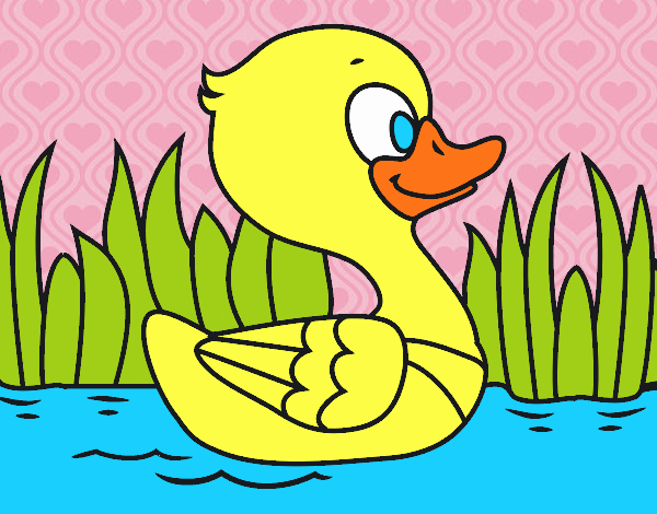 Patito de río