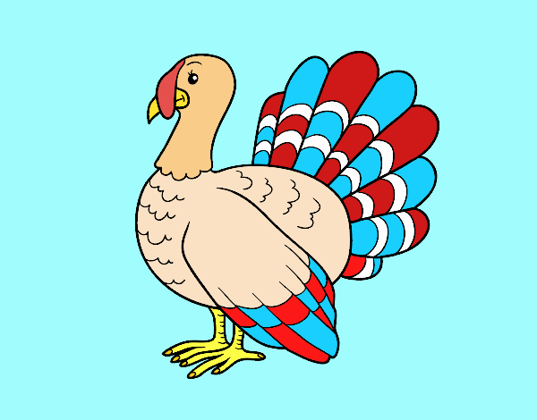 Pavo común