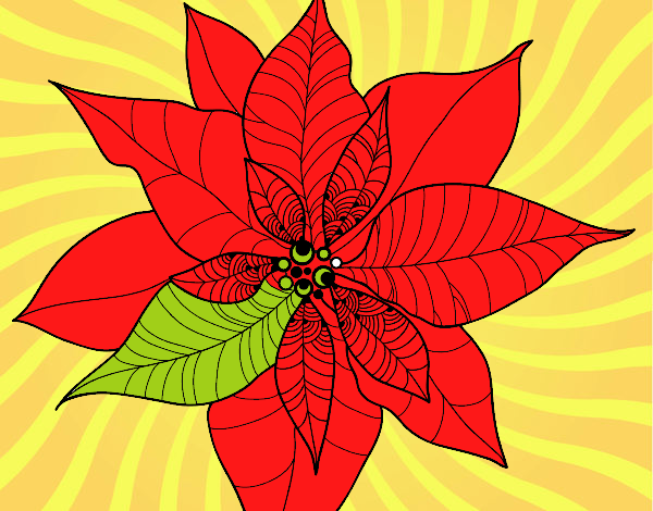 Flor de poinsetia