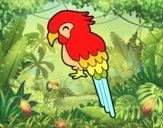 Guacamayo