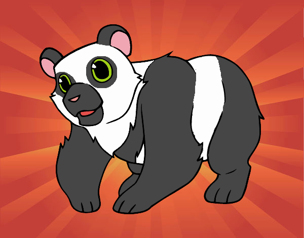 Oso panda