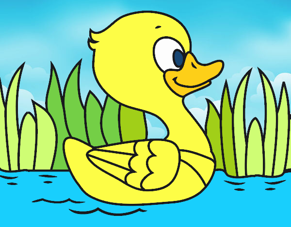 Patito de río