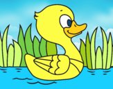 Patito de río